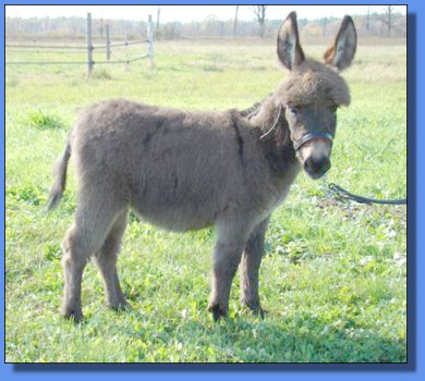 Ass-Pirin Acres Miss Austin