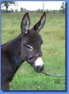 Ass-Pirin Acres Miss Daisi