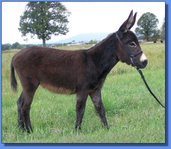 Ass-Pirin Acres Miss Daisi