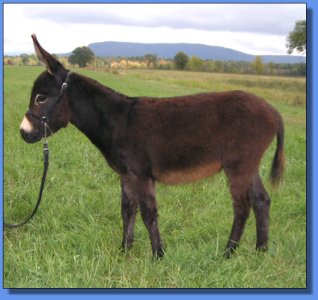 Ass-Pirin Acres Miss Daisi