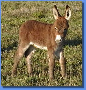 Ass-Pirin Acres Neerie (Bush Fire)