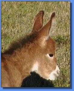 Ass-Pirin Acres Neerie (Bush Fire)