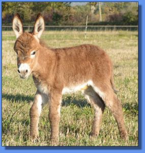 Ass-Pirin Acres Neerie (Bush Fire)