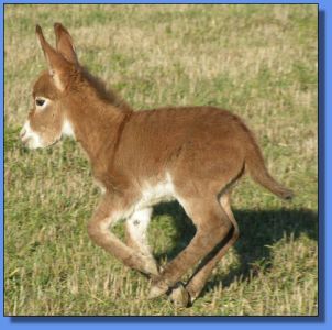 Ass-Pirin Acres Neerie (Bush Fire)