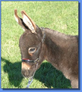 Ass-Pirin Acres Party Girl