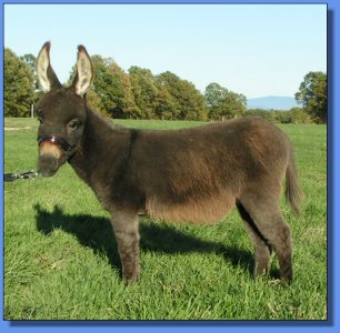 Ass-Pirin Acres Party Girl