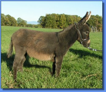 Ass-Pirin Acres Party Girl