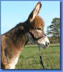 Ass-Pirin Acres Precious Memory