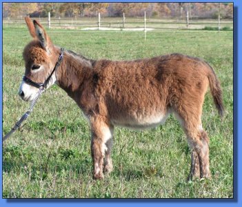 Ass-Pirin Acres Precious Memory