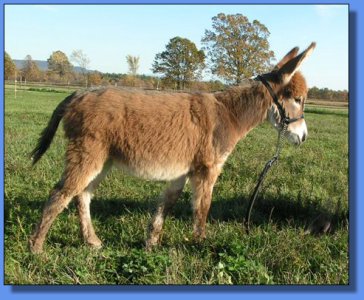 Ass-Pirin Acres Precious Memory