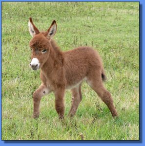 Ass-Pirin Acres Queen Butterfly