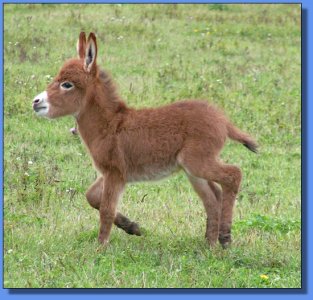 Ass-Pirin Acres Queen Butterfly