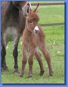 Ass-Pirin Acres Queen Butterfly