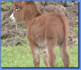 Ass-Pirin Acres Queen Butterfly