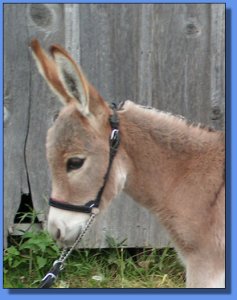 Ass-Pirin Acres Ralphie