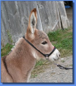 Ass-Pirin Acres Ralphie