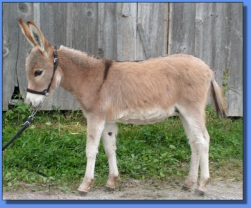 Ass-Pirin Acres Ralphie