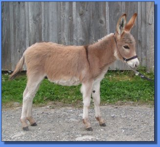 Ass-Pirin Acres Ralphie