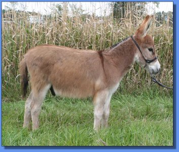 Ass-Pirin Acres Hellow Red Moon