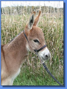 Ass-Pirin Acres Hellow Red Moon