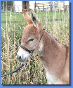 Ass-Pirin Acres Hellow Red Moon