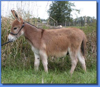 Ass-Pirin Acres Hellow Red Moon