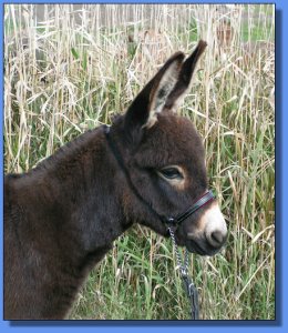 Ass-Pirin Acres Slamin' Sam Snead