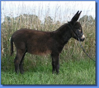 Ass-Pirin Acres Slamin' Sam Snead