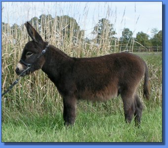 Ass-Pirin Acres Slamin' Sam Snead