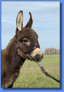 Ass-Pirin Acres Sanduskie