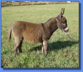 Ass-Pirin Acres Sanduskie