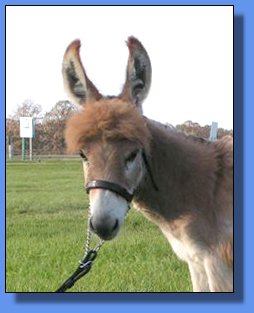 Ass-Pirin Acres Sarita