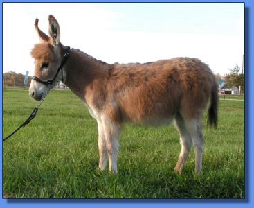 Ass-Pirin Acres Sarita