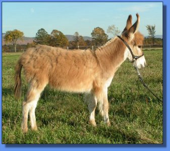 Ass-Pirin Acres Sarita