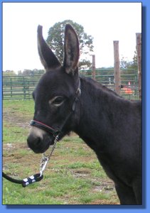 Ass-Pirin Acres Shoshanna