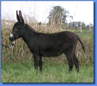 Ass-Pirin Acres Shoshanna