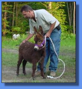 Ass-Pirin Acres V.K.