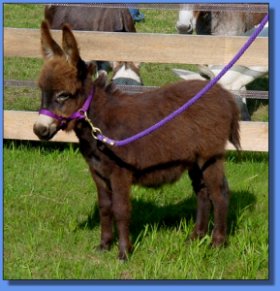 Ass-Pirin Acres V.K.