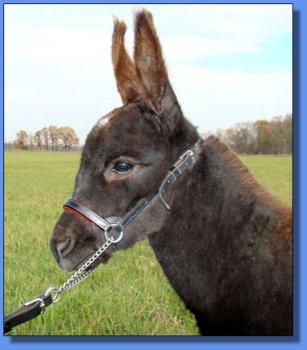 Ass-Pirin Acres Wyaconda