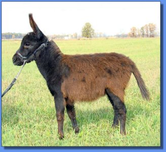 Ass-Pirin Acres Wyaconda