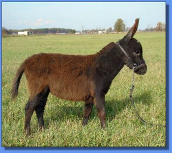 Ass-Pirin Acres Wyaconda