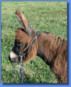 Ass-Pirin Acres Tecumsah