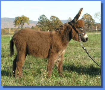 Ass-Pirin Acres Tecumsah