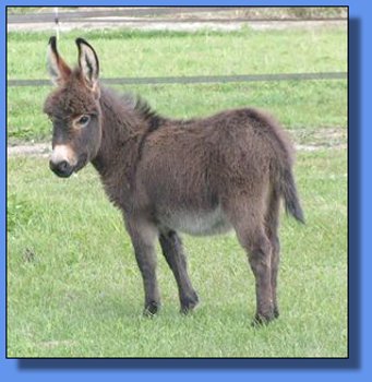 Ass-Pirin Acres Alfonzo