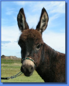 Ass-Pirin Acres Awesome N Black