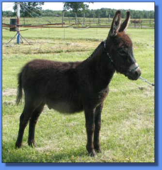 Ass-Pirin Acres Awesome N Black