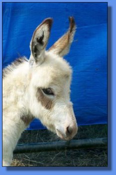 Ass-Pirin Acres Dancing Dots