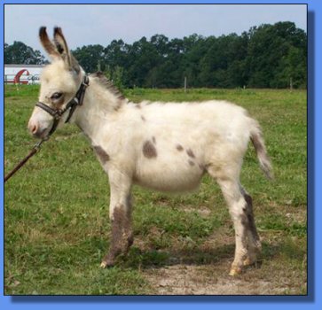 Ass-Pirin Acres Dancing Dots