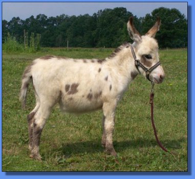 Ass-Pirin Acres Dancing Dots