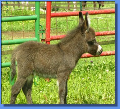 Ass-Pirin Acres Denzil